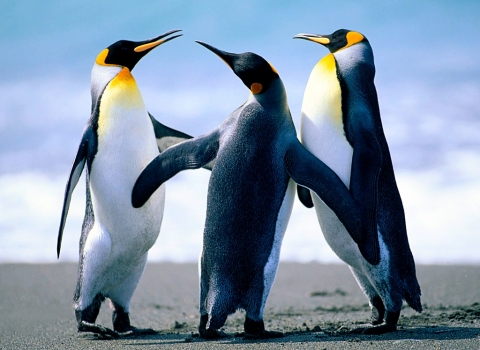 Penguins - Kopia